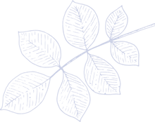 Leafs
