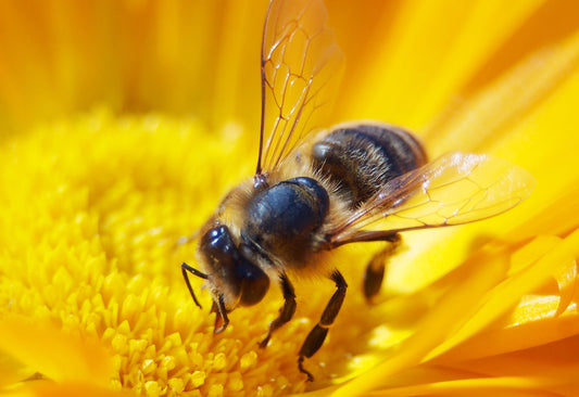 This season, increased yield of honey