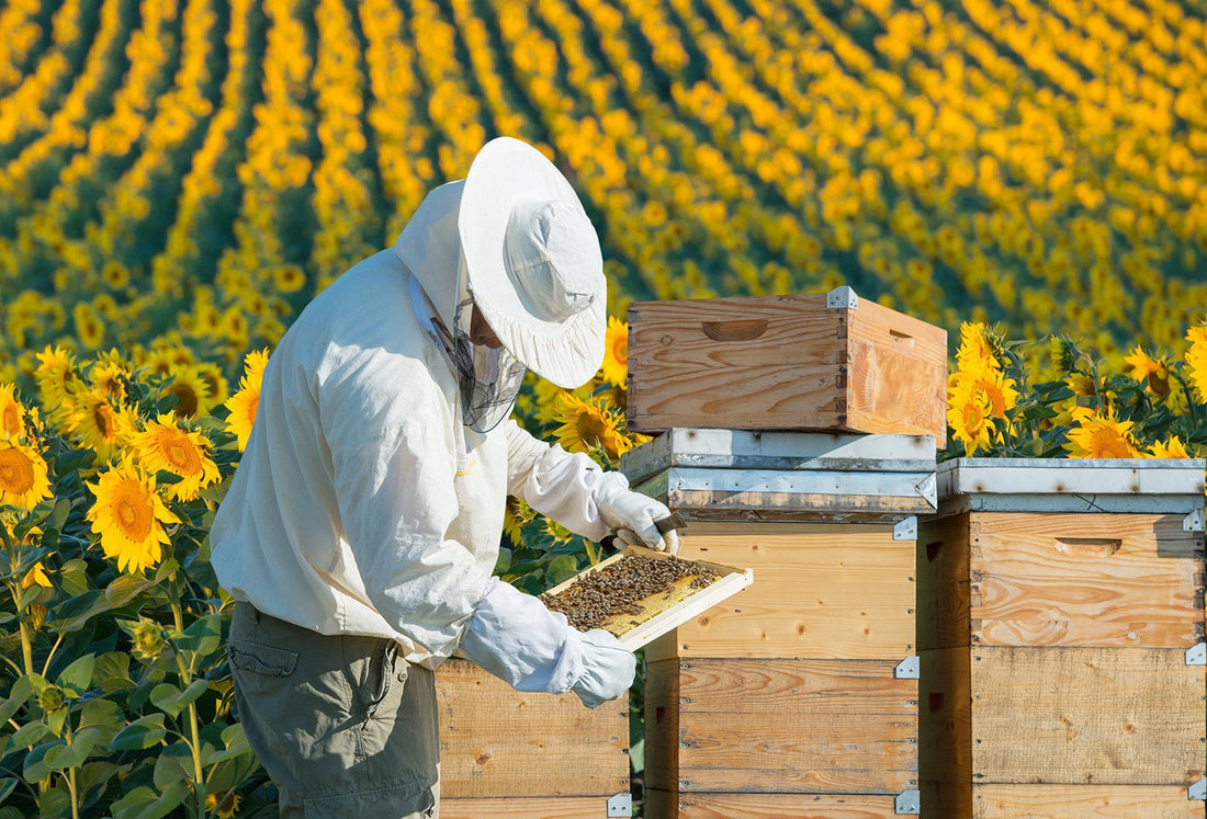 Sustainable Beekeeping Practices